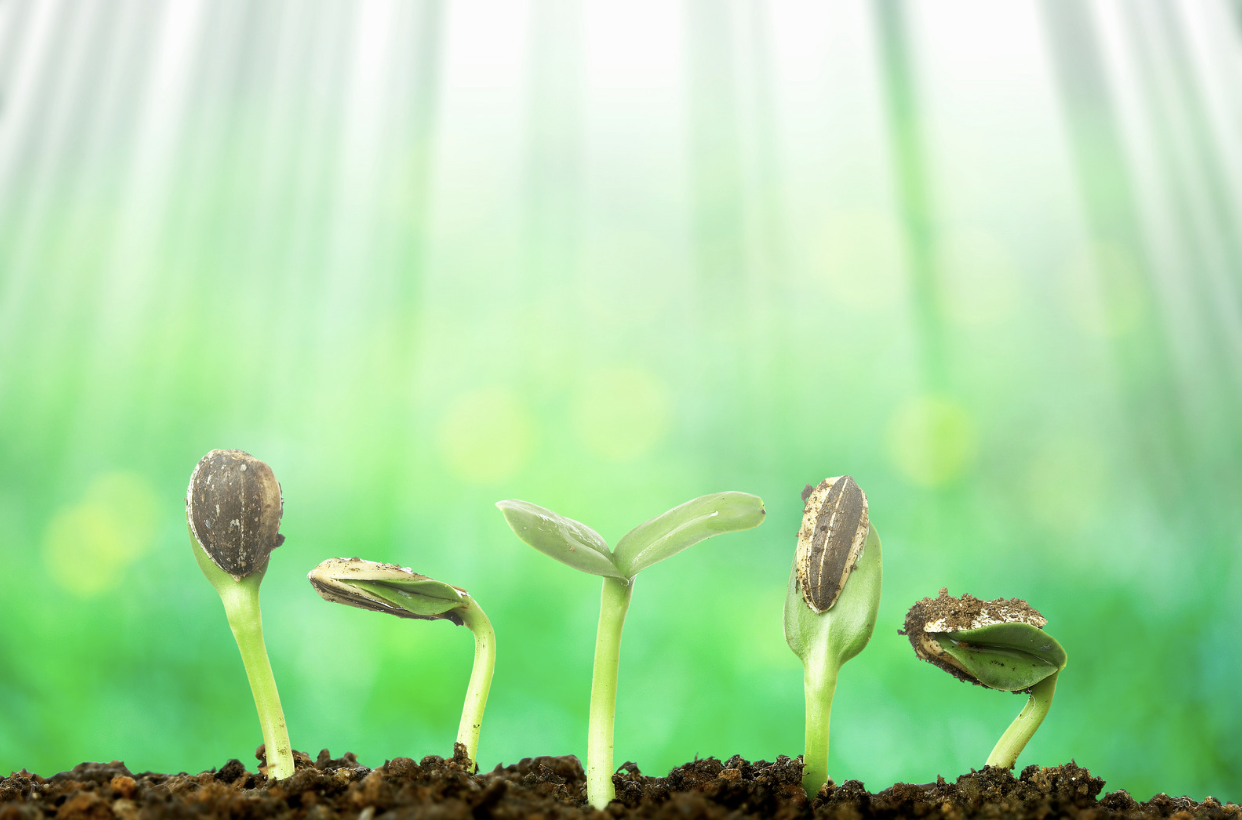 🍃 Semer sans tout dévoiler : une sagesse du vivant